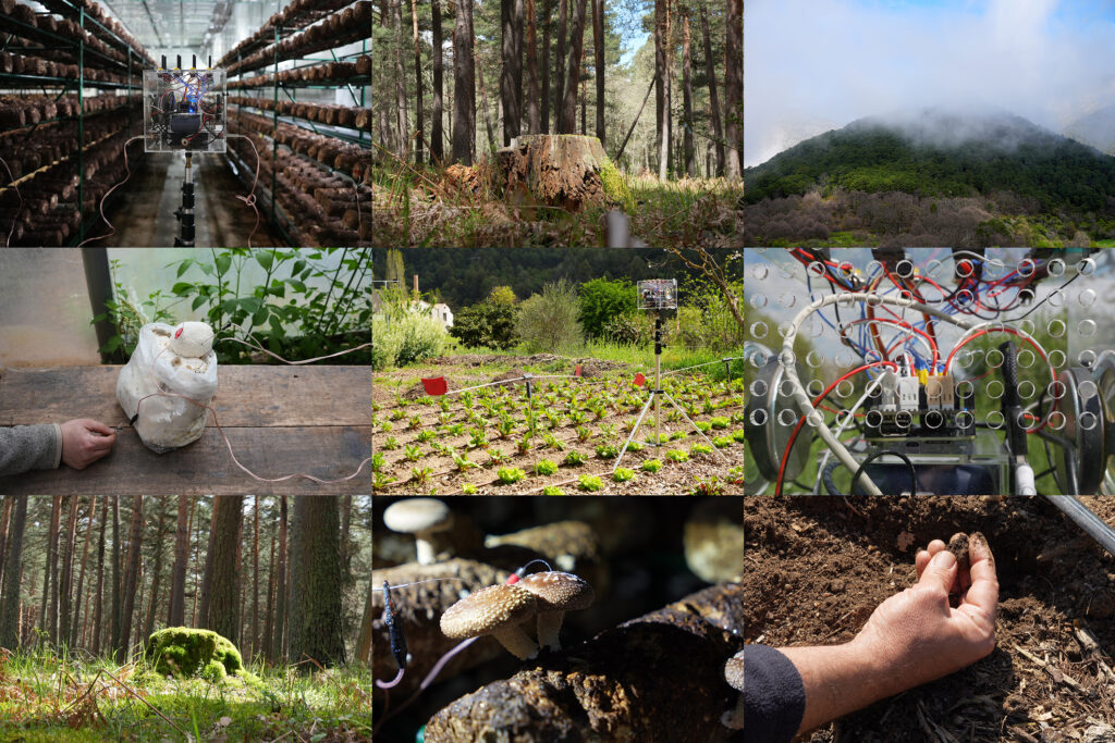 Everyone should be a musician, a dancer, and a fungus farmer (at the same time)