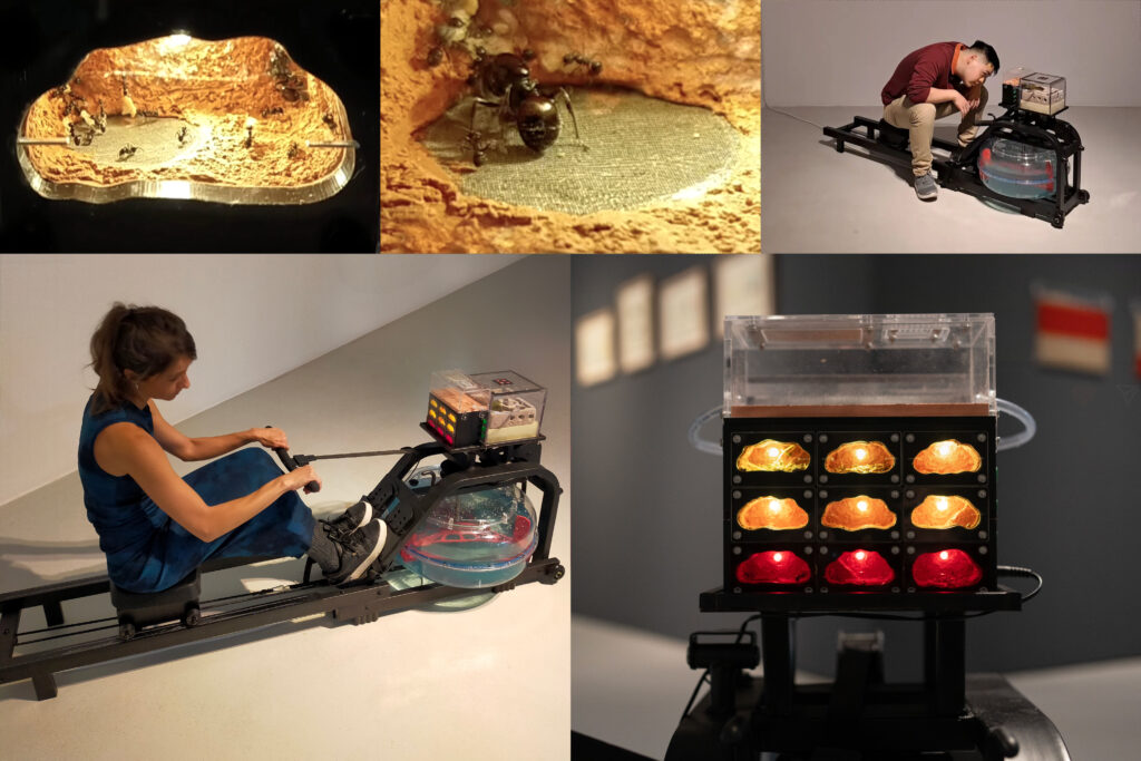 Biotopo aeróbico con máquina de remos para hormigas, plantas y humanos